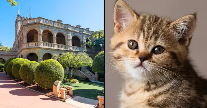 Ідеальна робота? В Австралії сім’я шукає няню для кішки – з проживанням і повним пансіоном (ФОТО)