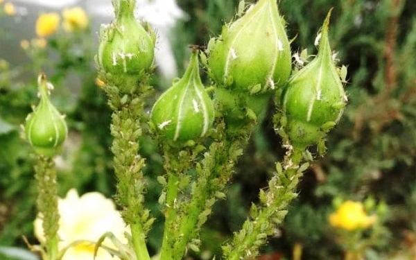 Якщо сьогодні не буде дощу. Чим обробити троянди від “кровосісьної” попелиці