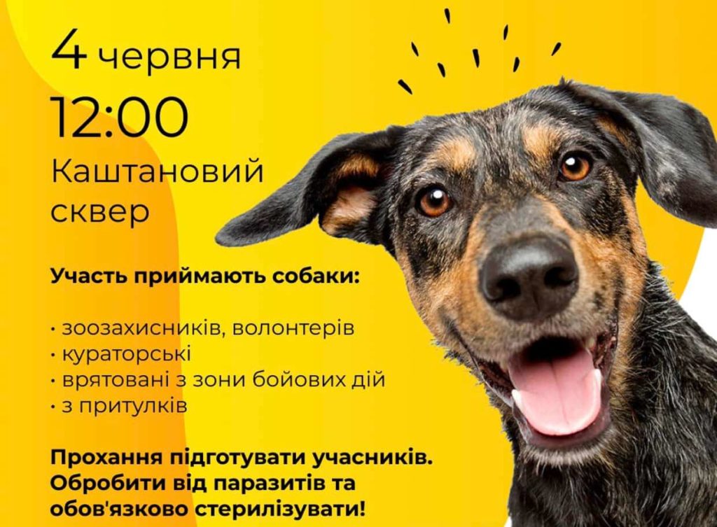 Миколаївців кличуть на нову виставку-прилаштування бездомних собак – вже цієї неділі 4