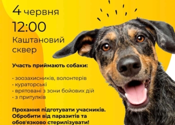 Миколаївців кличуть на нову виставку-прилаштування бездомних собак – вже цієї неділі