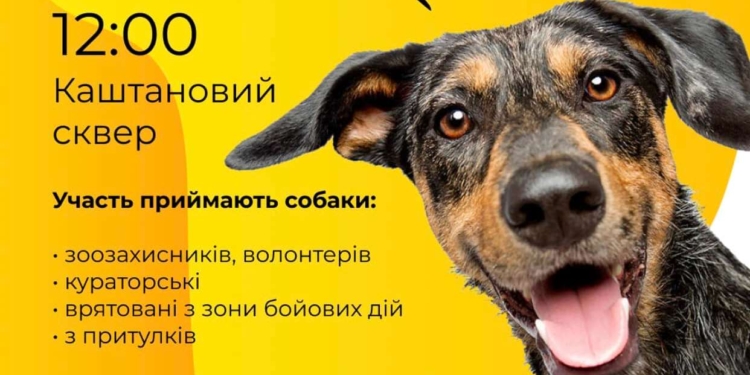 Миколаївців кличуть на нову виставку-прилаштування бездомних собак – вже цієї неділі