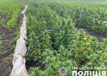 На Миколаївщині поліцейські знайшли плантацію конопель – власник каже, що тільки для себе (ФОТО)