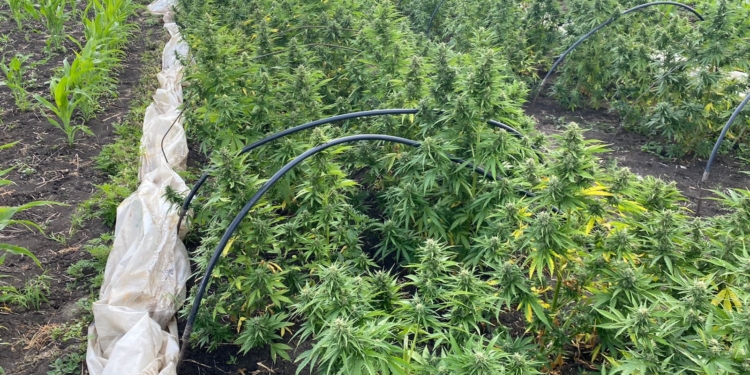 На Миколаївщині поліцейські знайшли плантацію конопель – власник каже, що тільки для себе (ФОТО)