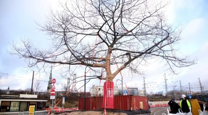 Миколаївці можуть тільки позаздрити: майже 40-річний дуб з автовокзалу у Ризі не знесуть, а пересадять на нове місце