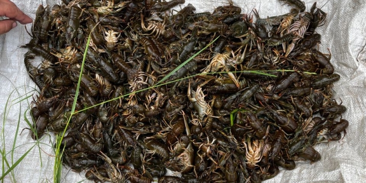 Понад 1,5 млн.грн. збитків – на Миколаївщині правоохоронці викрили молодиків з пів тисячею незаконно виловлених раків (ФОТО)