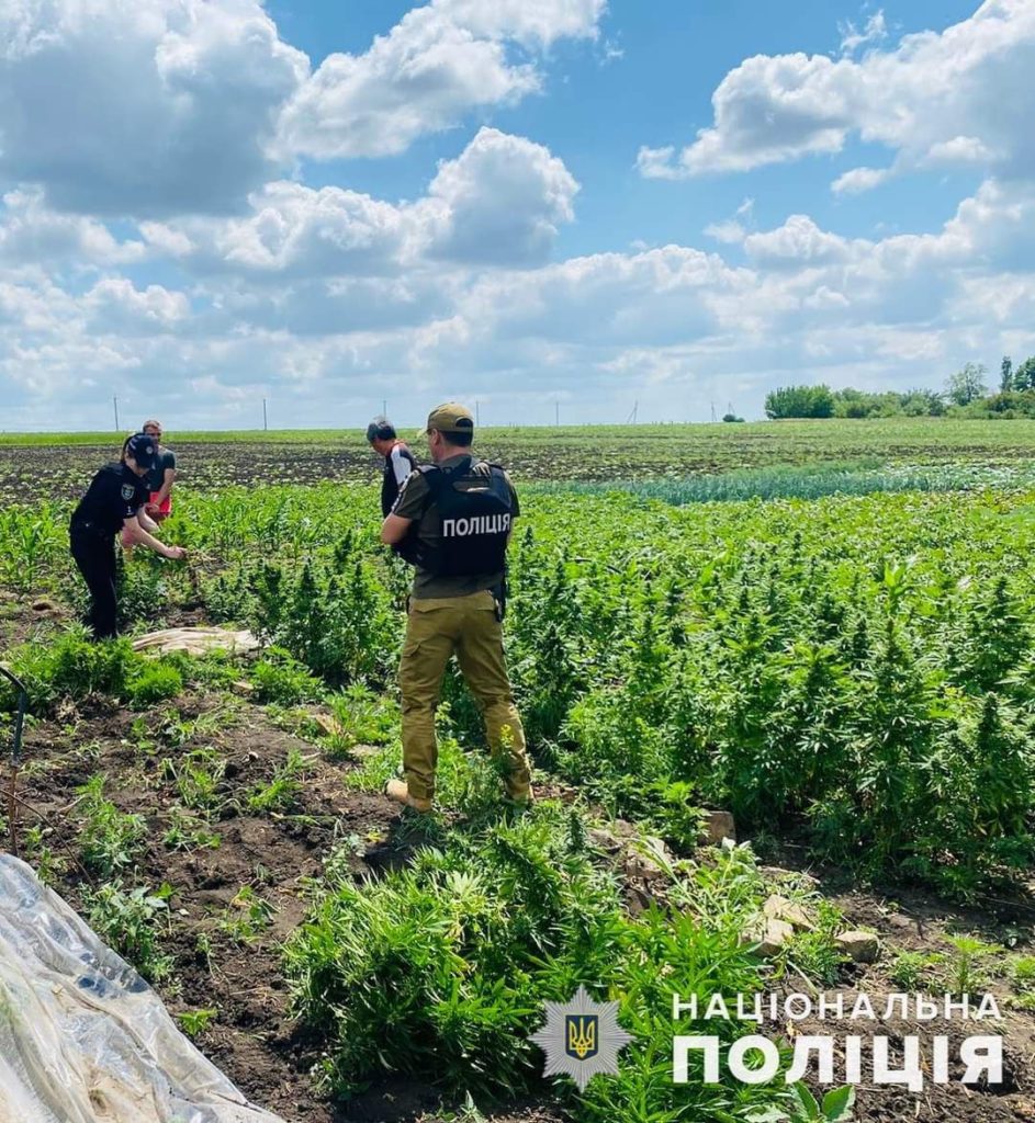 На Миколаївщині поліцейські знайшли плантацію конопель – власник каже, що тільки для себе (ФОТО) 2