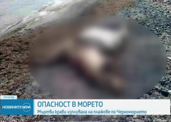 На узбережжі Болгарії знайшли вже третій труп корови: версія, що то корови з Херсонщини, є, але не домінуюча