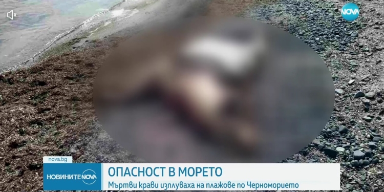 На узбережжі Болгарії знайшли вже третій труп корови: версія, що то корови з Херсонщини, є, але не домінуюча