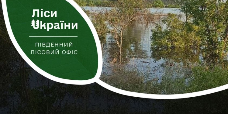 На Миколаївщині ще підтоплені 943 га лісів