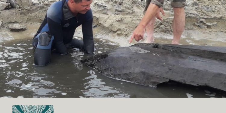 На Хортиці виявили важливу історичну пам’ятку культурної спадщини – човен-однодеревку (ФОТО)