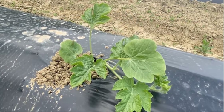 Кавуни тепер вирощують на Закарпатті. Коли врожай? (ВІДЕО)