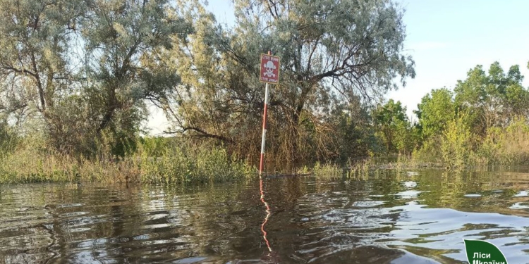 У Снігурівській громаді Миколаївщини ще залишаються підтопленними 400 га лісів – лісівники просять не ходити до лісу, де вода спала (ФОТО)