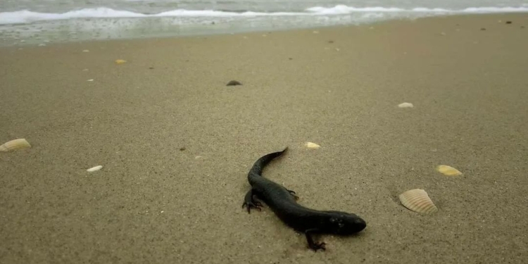 Чергові жертви російського теракту на Каховській ГЕС: працівники НПП “Тузлівські лимани” на Одещині за добу врятували 55 тритонів (ФОТО)