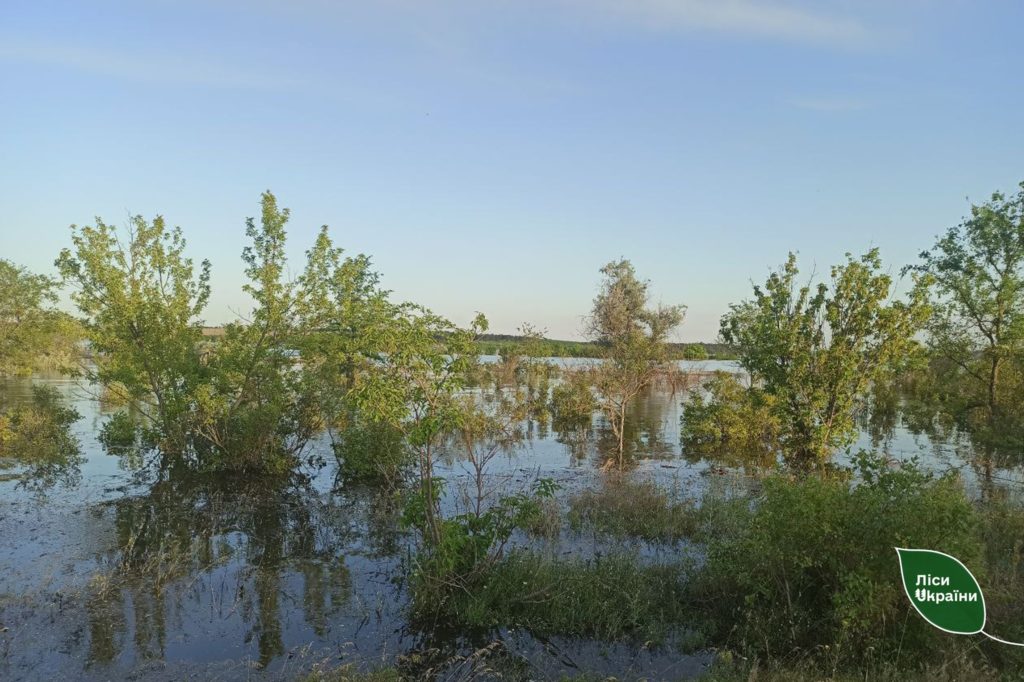 У Снігурівській громаді Миколаївщини ще залишаються підтопленними 400 га лісів – лісівники просять не ходити до лісу, де вода спала (ФОТО) 4