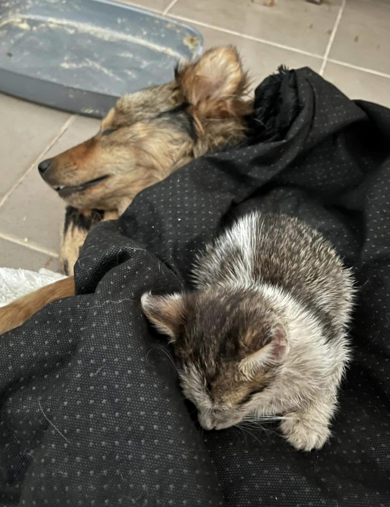 Співробітники миколаївського КП «Центр захисту тварин» за два дні на Херсонщині врятували понад 100 собак і 30 котів (ВІДЕО) 7