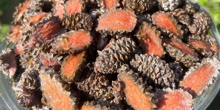 В Україні продають новий екопродукт – цукати з соснових шишок. Що воно таке й для чого