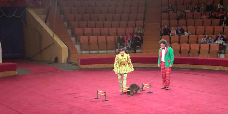 РФ направила на Донбас цирк – з дресованими бобрами (ВІДЕО)