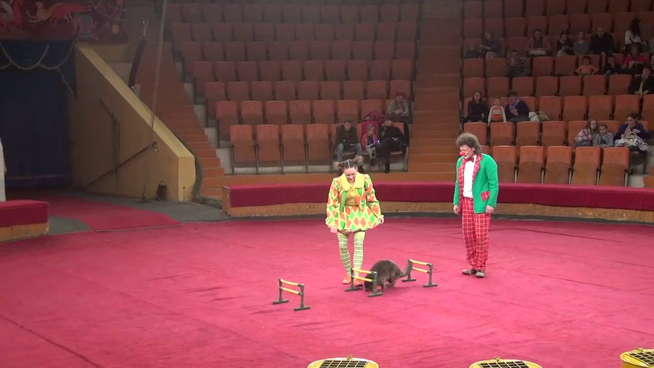 РФ направила на Донбас цирк – з дресованими бобрами (ВІДЕО)