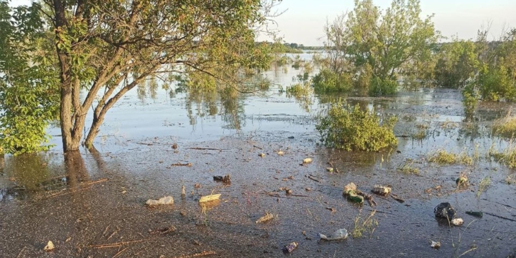 На Миколаївщині 2400 гектарів лісів залишаються підтопленими – найбільше на Кінбурні (ФОТО)