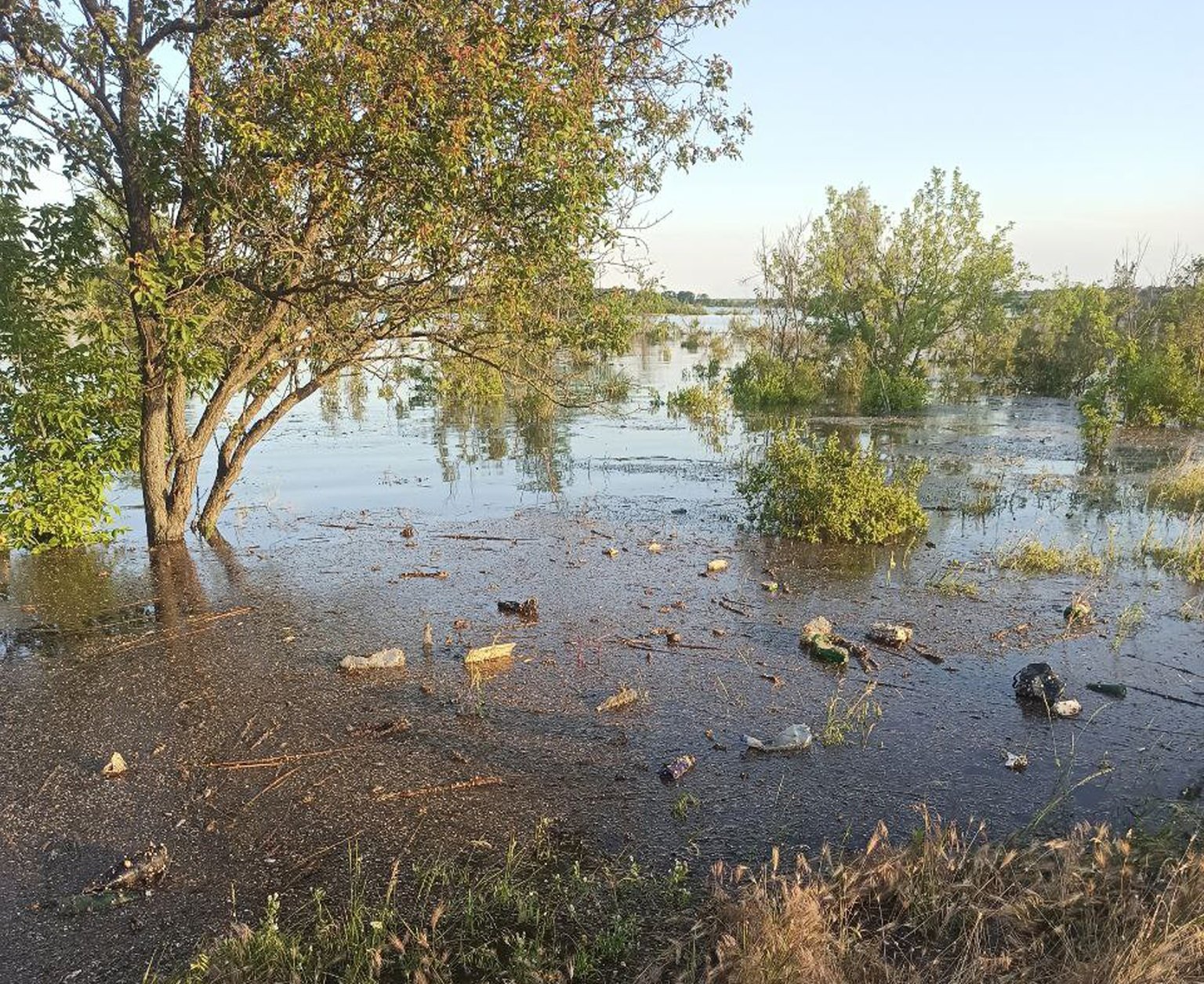 На Миколаївщині 2400 гектарів лісів залишаються підтопленими – найбільше на Кінбурні (ФОТО)