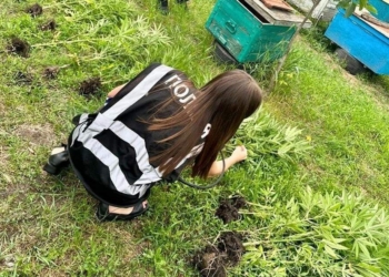 На Миколаївщині поліція знов прийшла до «конопляного агронома» – вилучені і кущі, в готове зілля (ФОТО)