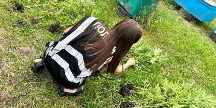 На Миколаївщині поліція знов прийшла до «конопляного агронома» – вилучені і кущі, в готове зілля (ФОТО)