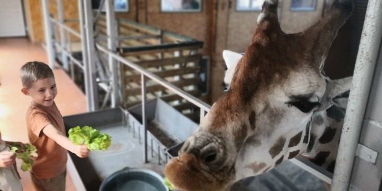 У Миколаївському зоопарку вчетверте відмітили World Giraffe Day: Нуру та Логан були задоволені пригощанням (ФОТО)