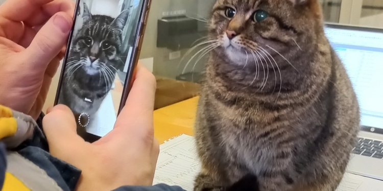 «Психотерапевт з 3-ю групою з електробезпеки»: «Укренерго» показало кішку Азу, яка на підстанції разом з енергетиками вже пережила 9 російських атак (ФОТО)