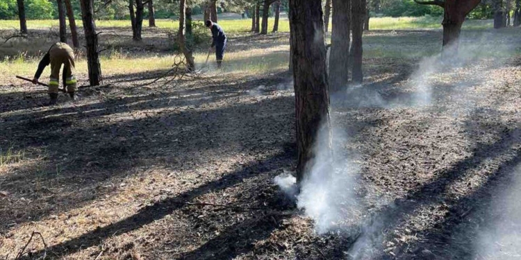 Поблизу Миколаєва знов горів ліс – вже втретє за останні тижні (ФОТО)