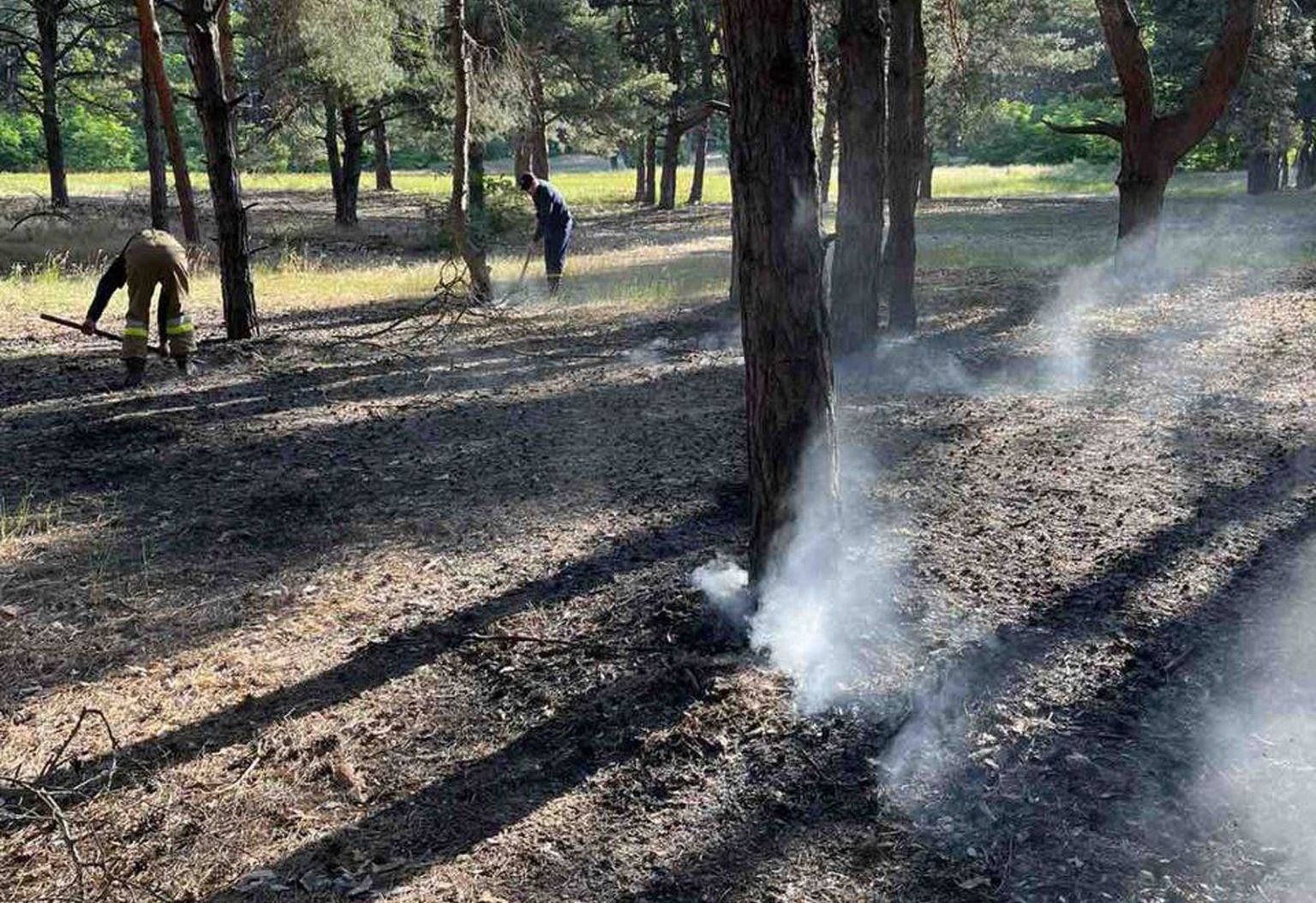 Поблизу Миколаєва знов горів ліс – вже втретє за останні тижні (ФОТО)