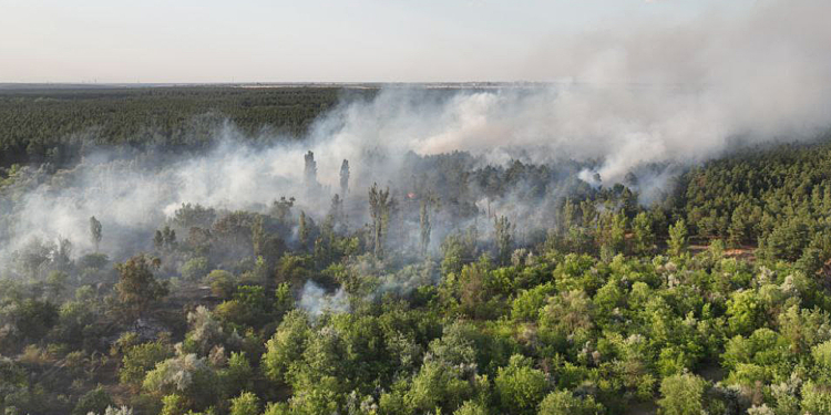Горить очерет і ліс на околиці Миколаєва – гасять велику пожежу в Матвіївці (ФОТО)