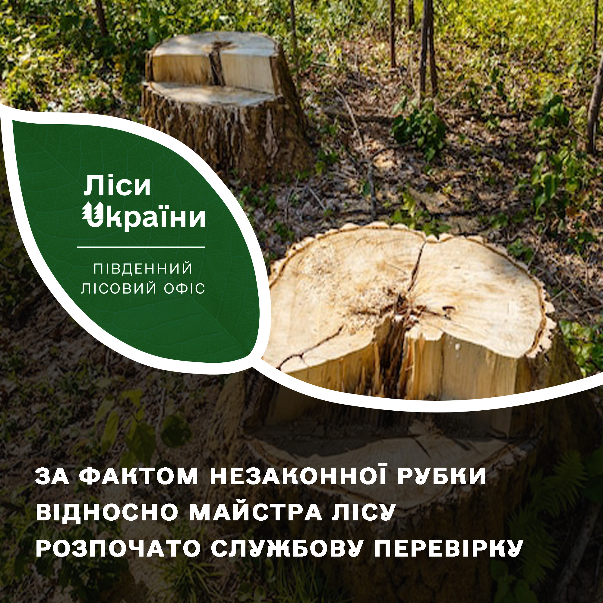 На Миколаївщині впіймали працівника лісгоспу з незаконно напиляною деревиною