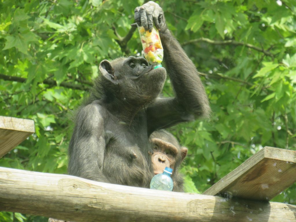 У Миколаївському зоопарку відзначили World Chimpanzee Day і готуються до завтрашнього World Snake Day (ФОТО) 20