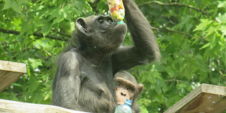 У Миколаївському зоопарку відзначили World Chimpanzee Day і готуються до завтрашнього World Snake Day (ФОТО)