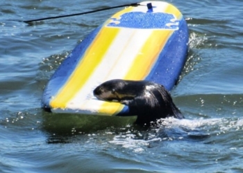 У Каліфорнії видра “викрала” дошку в серфінгіста (ВІДЕО)