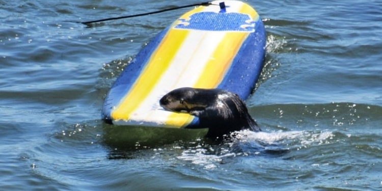 У Каліфорнії видра “викрала” дошку в серфінгіста (ВІДЕО)