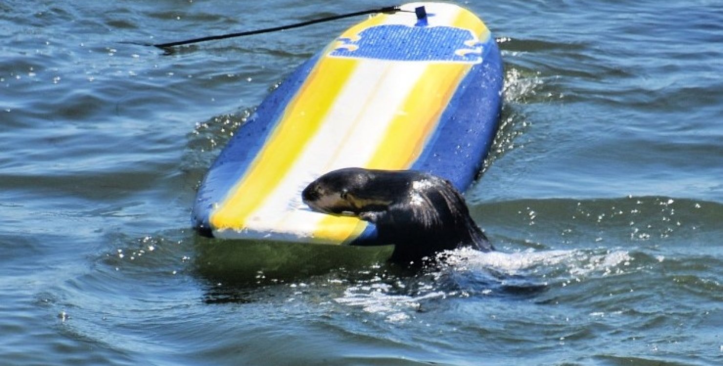 У Каліфорнії видра “викрала” дошку в серфінгіста (ВІДЕО)