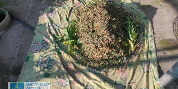 На Миколаївщині чоловік вирощував та виготовляв канабіс: у нього вилучили понад 32 кг готового «продукту» (ФОТО)