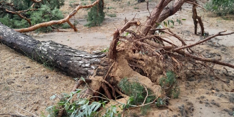 Внаслідок буревію у миколаївському парку «Ліски» впало три десятки сосен (ФОТО)