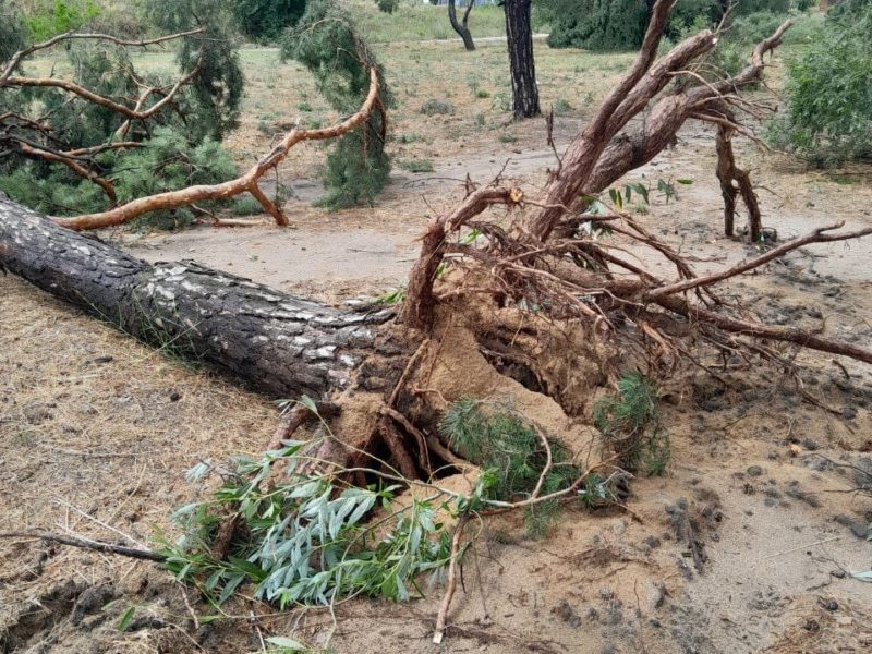 Без врахування соснопаду у «Лісках»: внаслідок буревію в Миколаєві впало, як мінімум, 32 дерева