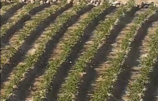 Земля гуляти не повинна – нікопольці висадили картоплю на дні змілілого Каховського водосховища (ВІДЕО)