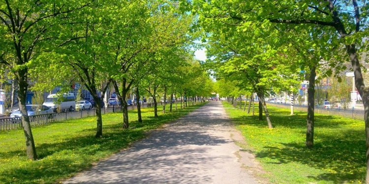 24 магнолії, 11 сакур, 552 липи і ще велика кількість дерев та кущів: що збираються знести в Миколаєві задля реконструкції водогону та дюкеру (ДОКУМЕНТ)