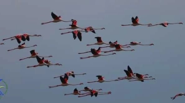 Приємна окупація – сотні рожевих фламінго і пеліканів “захопили” “Тузлівські лимани” (ФОТО)