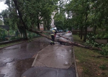 Негода на Миколаївщині валила дерева (ФОТО)