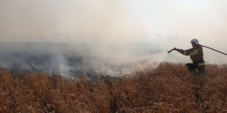 На Миколаївщині від знищення вогнем вогнеборці врятували 140 га пшениці (ФОТО)