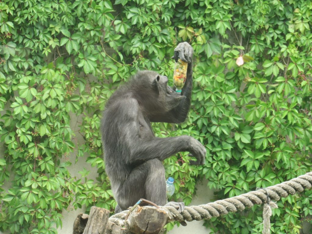 У Миколаївському зоопарку відзначили World Chimpanzee Day і готуються до завтрашнього World Snake Day (ФОТО) 12