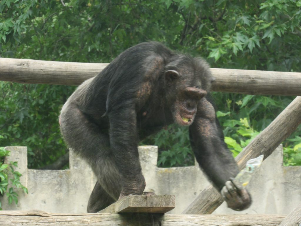 У Миколаївському зоопарку відзначили World Chimpanzee Day і готуються до завтрашнього World Snake Day (ФОТО) 14