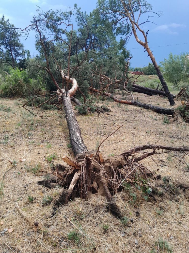 Внаслідок буревію у миколаївському парку «Ліски» впало три десятки сосен (ФОТО) 14