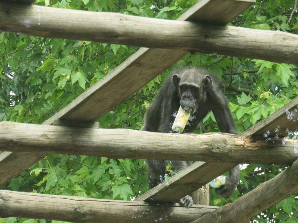 У Миколаївському зоопарку відзначили World Chimpanzee Day і готуються до завтрашнього World Snake Day (ФОТО) 16