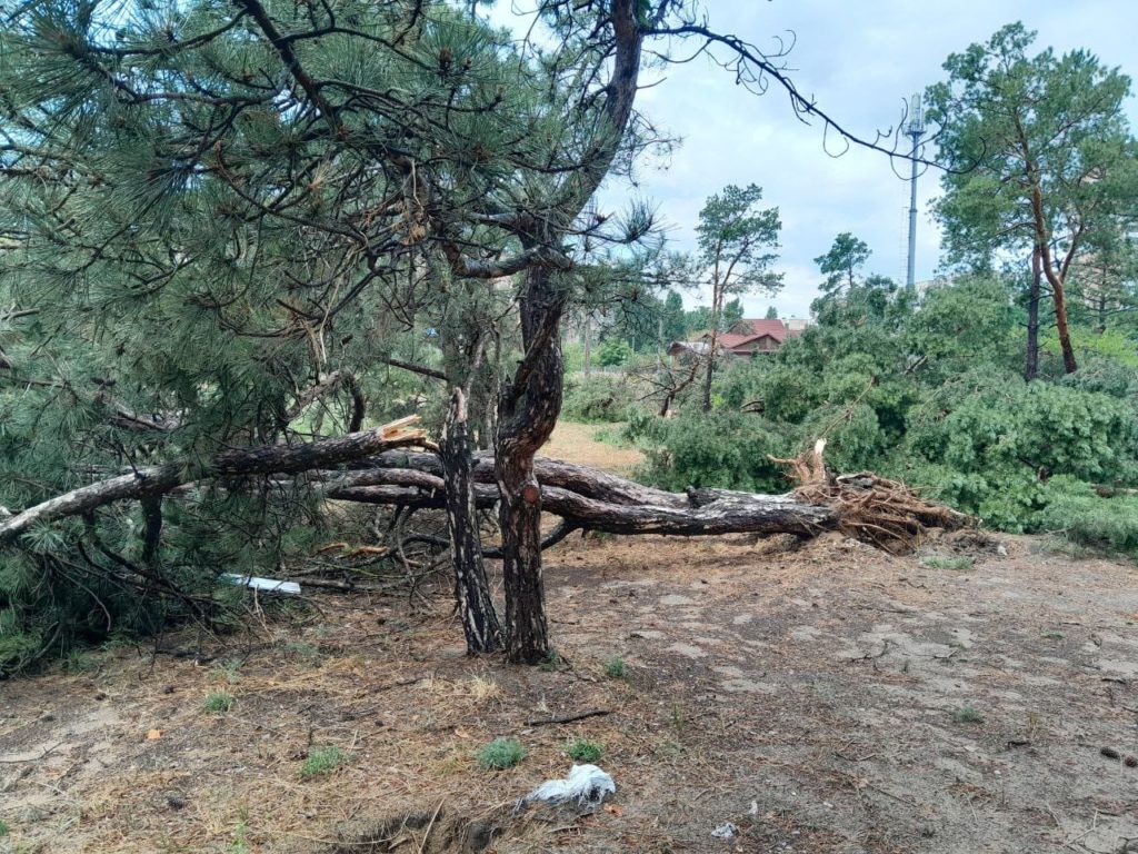 Внаслідок буревію у миколаївському парку «Ліски» впало три десятки сосен (ФОТО) 16